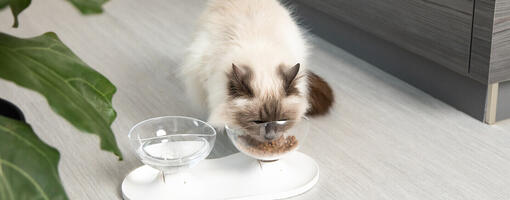 The Best Cat Food What You Need to Know Purina